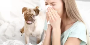 반려동물 알레르기 증상 및 알레르기 관리 하는 방법