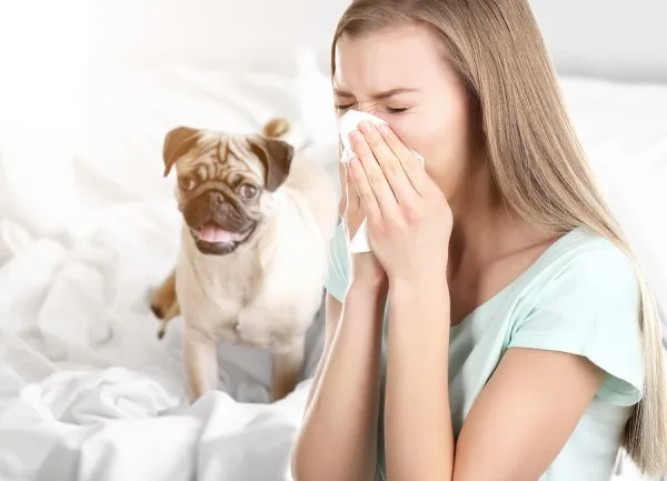 반려동물 알레르기 증상 및 알레르기 관리 하는 방법